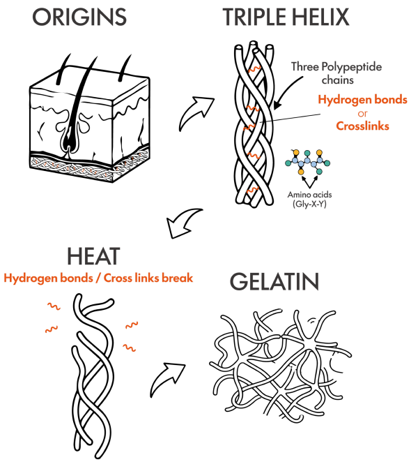 gelatin